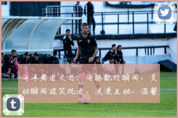 海洋舞者之恋：海豚配对瞬间，灵动瞬间逗笑观者，浪漫互动，温馨一幕三逗逗